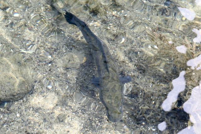 A Northern snakehead swims in Cheonggyecheon Seoul on July 30 2024 AJU PRESS Han Jun-gu