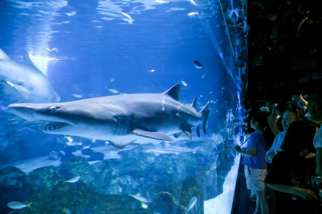 Visitors observe marine life at COEX Aquarium in Seoul on July 31 2024 AJU PRESS Kim Dong-woo