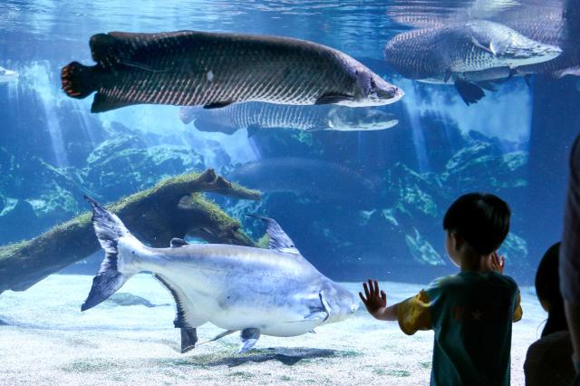 A visitor observe marine life at COEX Aquarium in Seoul on July 31 2024 AJU PRESS Kim Dong-woo