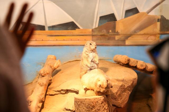 Visitors observes prairie dogs at COEX Aquarium in Seoul on July 31 2024 AJU PRESS Kim Dong-woo