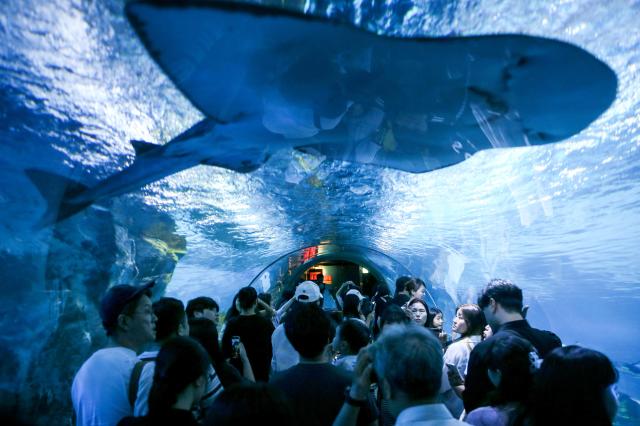 Visitors walk through the Deep Blue Sea Tunnel at COEX Aquarium in Seoul on July 31 2024 AJU PRESS Kim Dong-woo