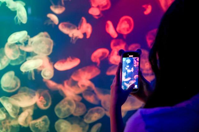 A visitor takes a photo at COEX Aquarium in Seoul on July 31 2024 AJU PRESS Kim Dong-woo