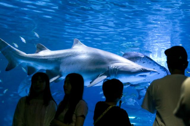 Visitors observe marine life at COEX Aquarium in Seoul on July 31 2024 AJU PRESS Kim Dong-woo