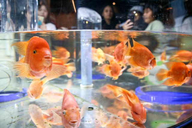 Visitors observe marine life at COEX Aquarium in Seoul on July 31 2024 AJU PRESS Kim Dong-woo