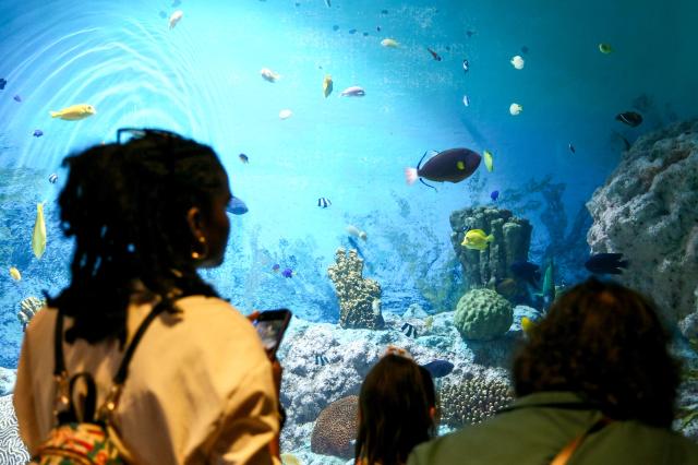 Visitors observe marine life at COEX Aquarium in Seoul on July 31 2024 AJU PRESS Kim Dong-woo