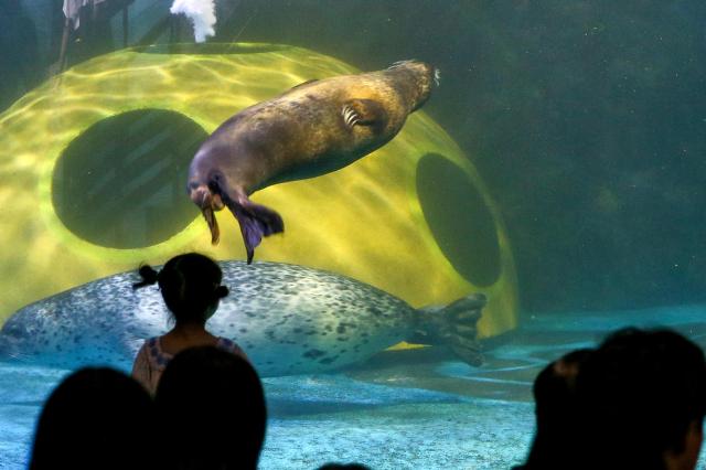 Visitors observe marine life at COEX Aquarium in Seoul on July 31 2024 AJU PRESS Kim Dong-woo