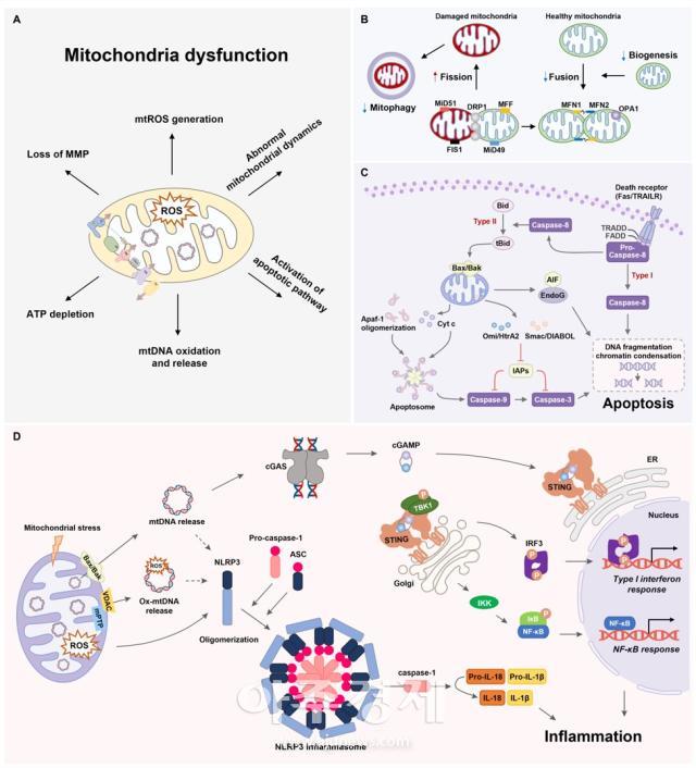 케이메디허브 신약개발지원센터 연구진이 활성산소와 미토콘드리아 기능이상의 염증반응 및 세포자멸사 조절 기전 도식화이며 ‘미토콘드리아 기능이상 및 활성산소 타깃의 신경퇴행성질환 치료 연구’ 총설논문 발표했다 사진케이메디허브