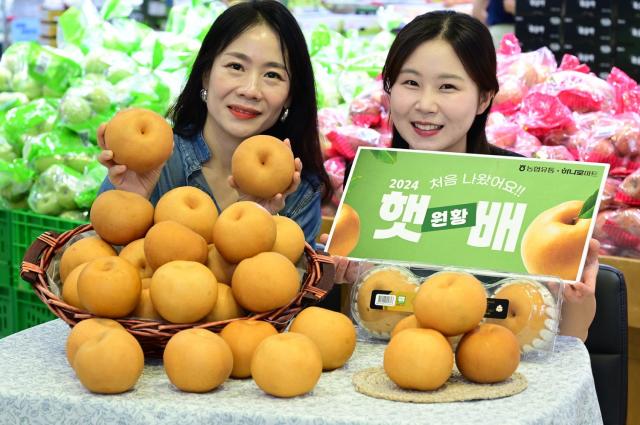 모델들이 1일 서울 서초구 농협 하나로마트 양재점에서 나주·상주 등지의 올해 처음 출하된 햇 배원황를 소개하고 있다 사진농협유통