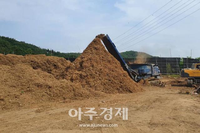 대구시는 9월부터 한국지역난방공사 대구지사와 ‘소나무재선충병 방제목 등 공급 계약’을 통해 대구 열병합발전소의 연료로 공급한다 사진대구시