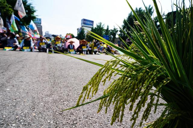 Rice plants brought by farmers are displayed at a rally organized by the National Farmers Federation to demand guaranteed rice prices on Aug 6 2024 AJU PRESS Park Jong-hyeok