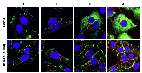 New compound may block coronavirus entry into cells