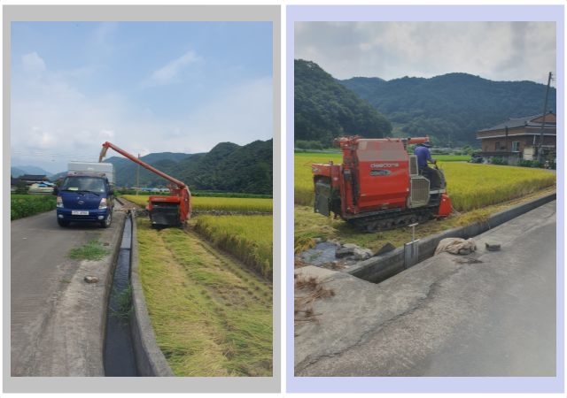 의령군은 지난 8일 유곡면 송산리에서 첫 벼를 수확했다 사진의령군