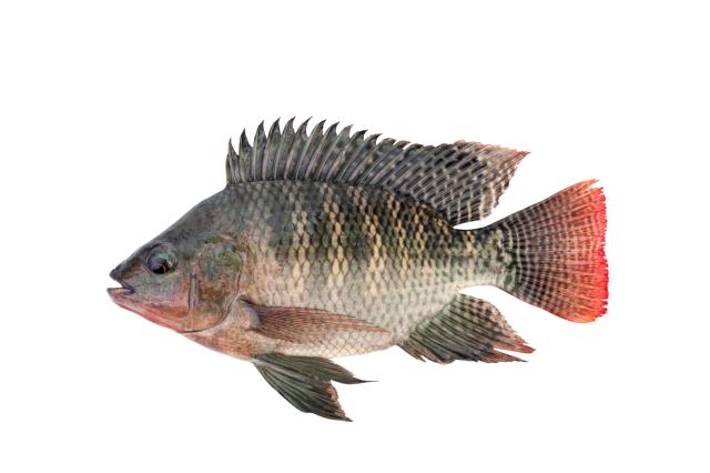 This photo shows the tilapia fish Getty Images Bank