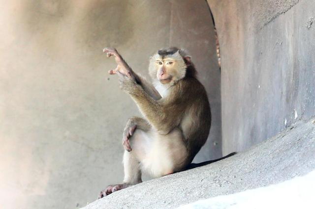 Anubis Baboon on display at Childrens Grand Park in Gwangjin-gu Seoul on Aug 13 2024 AJU PRESS Kim Dong-woo