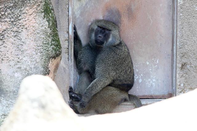 Pig-Tailed Macaque on display at Childrens Grand Park in Gwangjin-gu Seoul on Aug 13 2024 AJU PRESS Kim Dong-woo