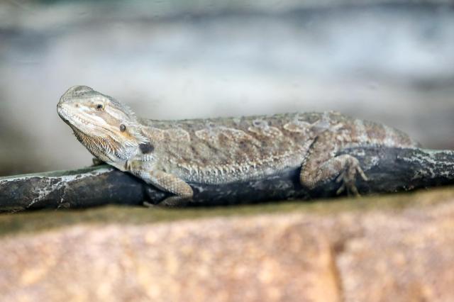 Central bearded dragon on display at Childrens Grand Park in Gwangjin-gu Seoul on Aug 13 2024 AJU PRESS Kim Dong-woo