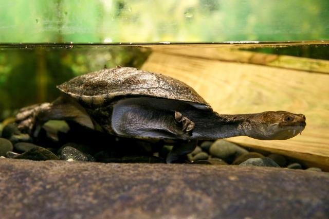 Snake-necked turtle on display at Childrens Grand Park in Gwangjin-gu Seoul on Aug 13 2024 AJU PRESS Kim Dong-woo