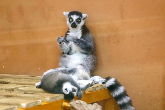 Ring Tailed Lemur on display at Childrens Grand Park in Gwangjin-gu Seoul on Aug 13 2024 AJU PRESS Kim Dong-woo