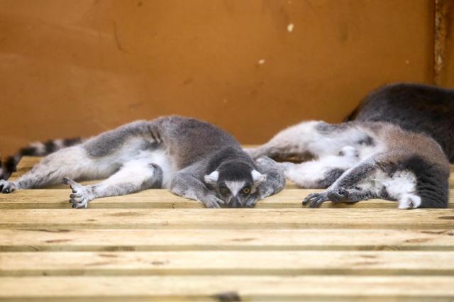 Ring Tailed Lemur on display at Childrens Grand Park in Gwangjin-gu Seoul on Aug 13 2024 AJU PRESS Kim Dong-woo