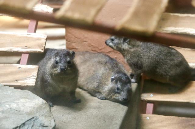 Rock hyrax on display at Childrens Grand Park in Gwangjin-gu Seoul on Aug 13 2024 AJU PRESS Kim Dong-woo