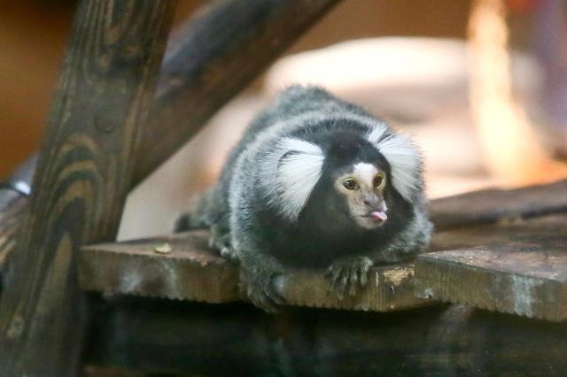 Common marmoset on display at Childrens Grand Park in Gwangjin-gu Seoul on Aug 13 2024 AJU PRESS Kim Dong-woo