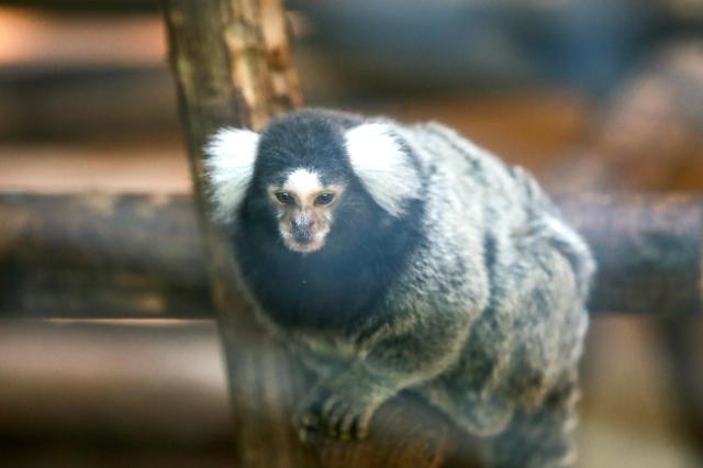 Common marmoset on display at Childrens Grand Park in Gwangjin-gu Seoul on Aug 13 2024 AJU PRESS Kim Dong-woo