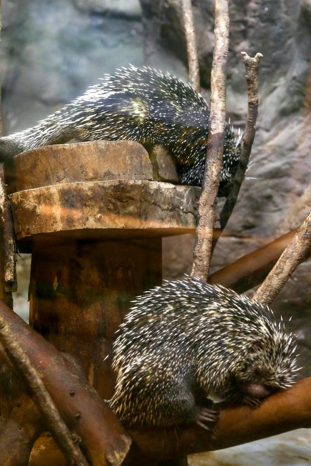 Brazilian Porcupine on display at Childrens Grand Park in Gwangjin-gu Seoul on Aug 13 2024 AJU PRESS Kim Dong-woo