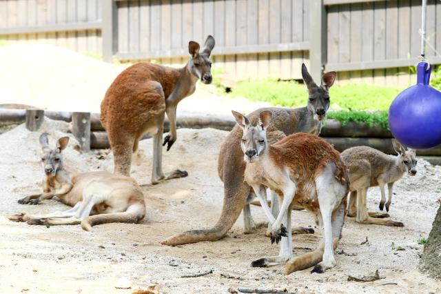 Red kangaroo on display at Childrens Grand Park in Gwangjin-gu Seoul on Aug 13 2024 AJU PRESS Kim Dong-woo