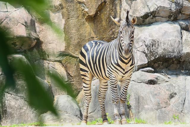 PHOTOS: Meet diverse animals at Seoul Childrens Grand Park Zoo