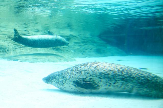 Spotted Seal on display at Childrens Grand Park in Gwangjin-gu Seoul on Aug 13 2024 AJU PRESS Kim Dong-woo