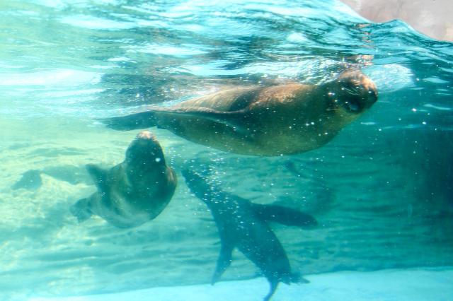 South American fur seal on display at Childrens Grand Park in Gwangjin-gu Seoul on Aug 13 2024 AJU PRESS Kim Dong-woo