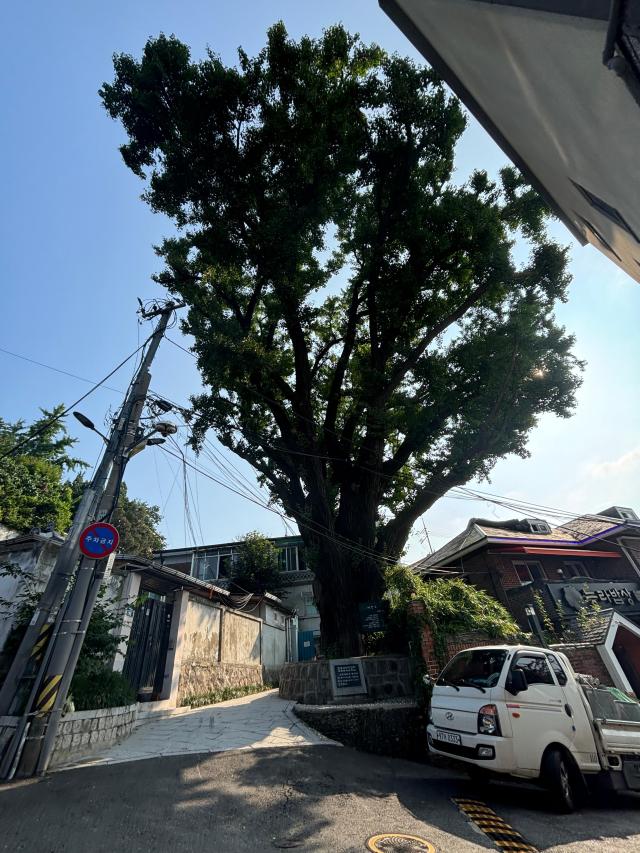 A massive ginko tree at least hundreds of years old stands like a gargoyle in front of Dilkusha in central Seoul on August 14 Aju Press Han Jun-gu 