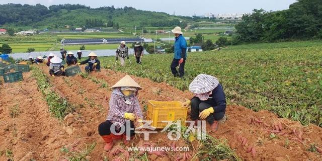 당진 햇고구마 수확 모습 사진당진시