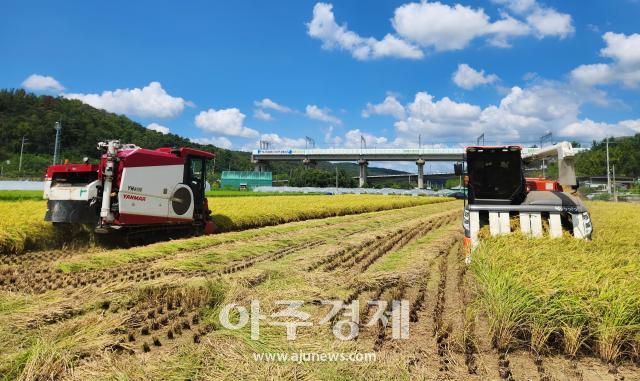 17일 달성군 다사읍 문양리의 이상태 씨 논에서 지난봄에 모내기한 조생종 벼를 베는 작업이 수확 철 시작을 알렸다 사진대구 달성군