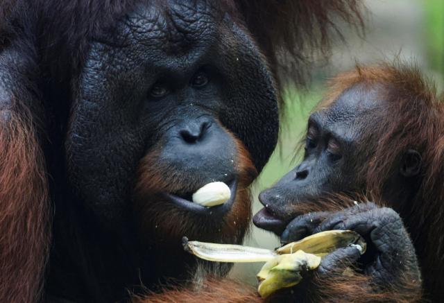 Bornean orangutans share food during feeding time at a rehabilitation center in Sepilok Malaysia August 17 2024 Yonhap