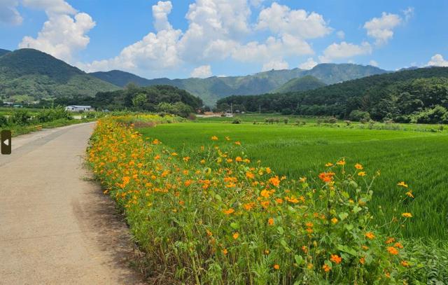 명품 밀양아리나 둘레길 코스모스사진밀양시