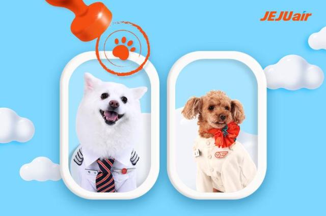 Dịch vụ Pet Pass của hãng hàng không Jeju Air ẢnhJeju Air