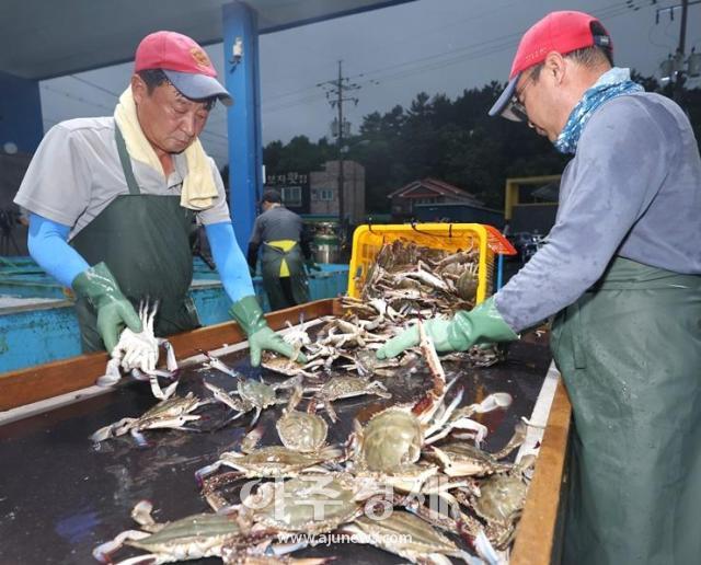 21일 충남 태안군 근흥면 채석포항 위판장의 꽃게 모습 사진태안군