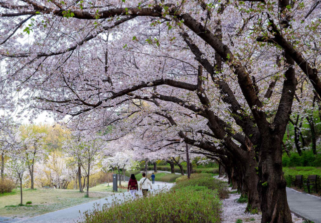 Công viên Dream Forest ẢnhThành phố Seoul