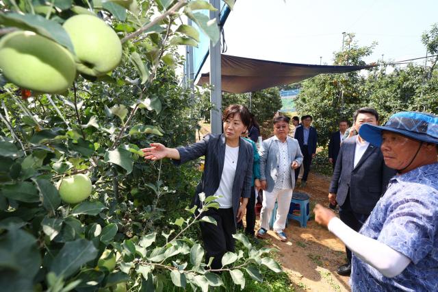 송미령 농림축산식품부 장관이 16일 충남 당진의 한 사과 농가에서 과수 농가의 태풍 대비 상황과 추석 대비 사과 생육 및 출하 상황 등을 점검하고 있다사진농림축산식품부