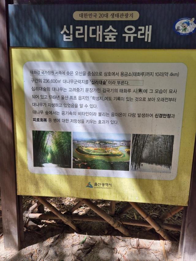 십리대숲  안내판 사진원철 스님