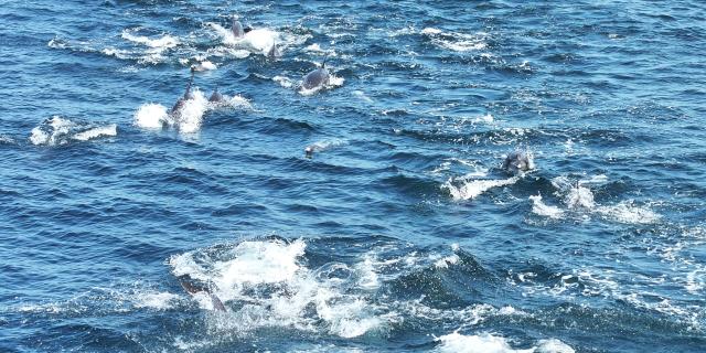 A flock of Indo-Pacific bottlenose dolphins sighted near shore southern resort island of Jeju August 6 2024 Yonhap