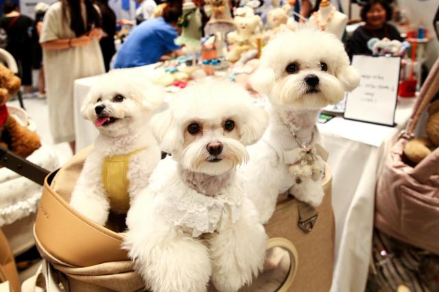 The K-Pet Fair takes place at COEX in Seoul on Aug 23 2024 AJU PRESS Kim Dong-woo