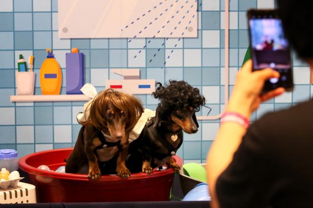 A visitor takes a photo of their companion dogs at the K-Pet Fair held at COEX in Seoul on Aug 23 2024 AJU PRESS Kim Dong-woo