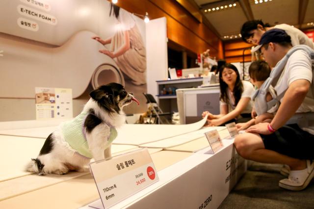 Visitors view displayed products at the K-Pet Fair held at COEX in Seoul on Aug 23 2024 AJU PRESS Kim Dong-woo