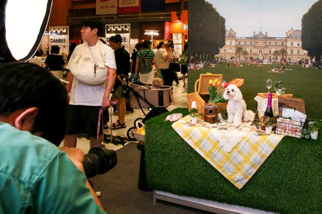 A visitor takes a photo of their companion dog at a photo booth during the K-Pet Fair held at COEX in Seoul on Aug 23 2024 AJU PRESS Kim Dong-woo