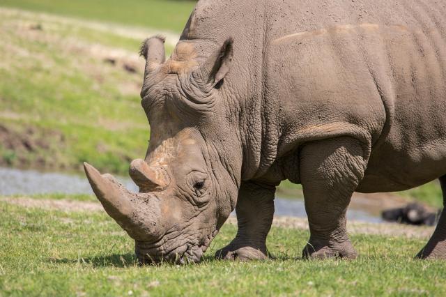 This undated photo shows a rhinoceros Getty Images Bank