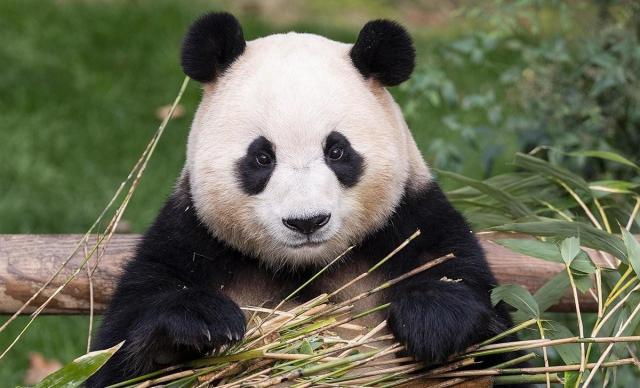 The images shows a giant panda Yonhap