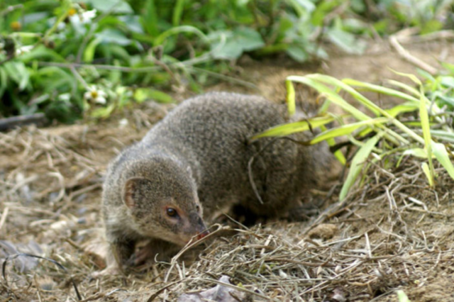 This photo shows a mongoose first introduced in Japan to combat venomous vipers Courtesy of Japans Ministry of Environment