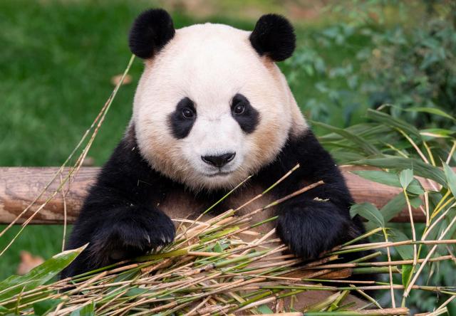 Documentary featuring Korea-born panda hits theaters